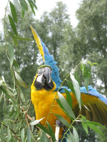 2011-08-14 stuif-in Kralingsebos